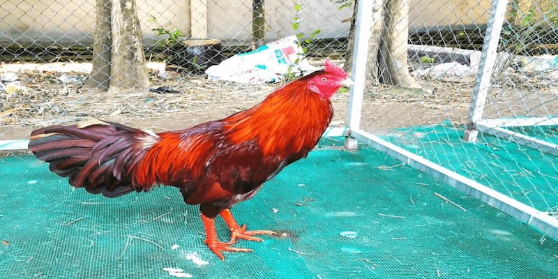 Gà Ri: Giống Gà Chiến Được Ưa Chuộng Nhất Của Kê Thủ 3 Cách chọn gà ri cực chuẩn cho kê thủ