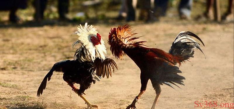 Cách nuôi gà đá bo lớn là gì?