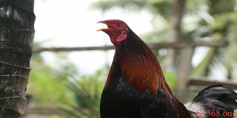 Gà bị hốc thường xuất hiện như thế nào? Gà bị hốc thường xuất hiện như thế nào?