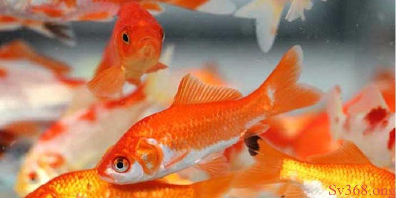 Nằm mơ thấy cá chép nên đánh con lô nào là chuẩn?