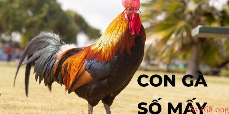 Mơ thấy gà chọi