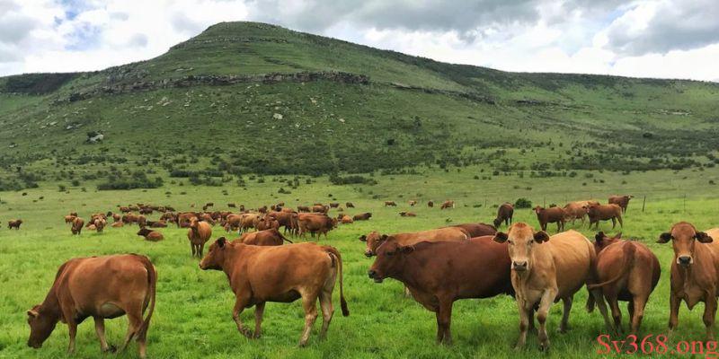 Nằm mơ thấy bò 