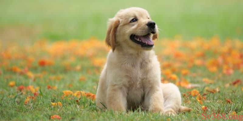 nằm mơ thấy nhiều con vật Ngủ mơ thấy nhiều chó