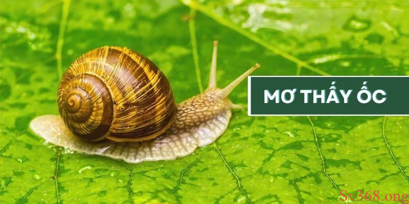 nằm mơ thấy ốc Tại sao lại mơ thấy ốc? Điềm tốt hay xấu