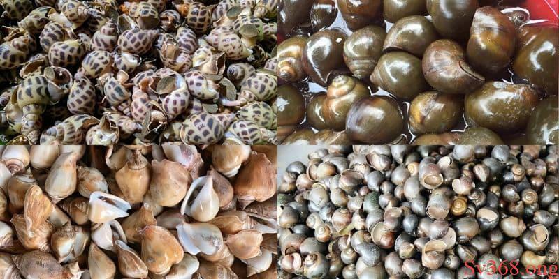 nằm mơ thấy ốc Mơ thấy rất nhiều ốc chọn 08 - 80