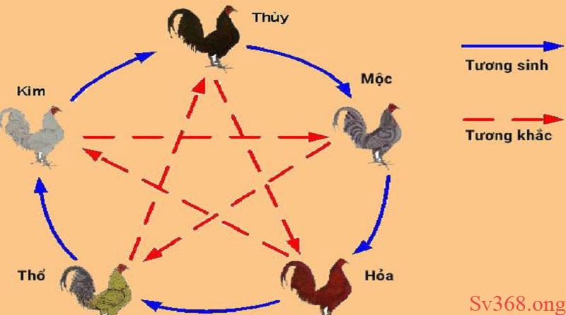 Màu Mạng Gà Đá : Bí Kíp Chọn Gà Bách Chiến Bách Thắng 1 Màu Mạng Gà Đá Là Gì