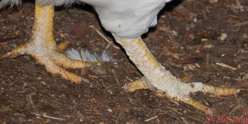 Mẹo Chữa Bệnh Gà Bị Nấm Vảy Chân Hiệu Quả Nhất 5 gà bị nấm vảy chân