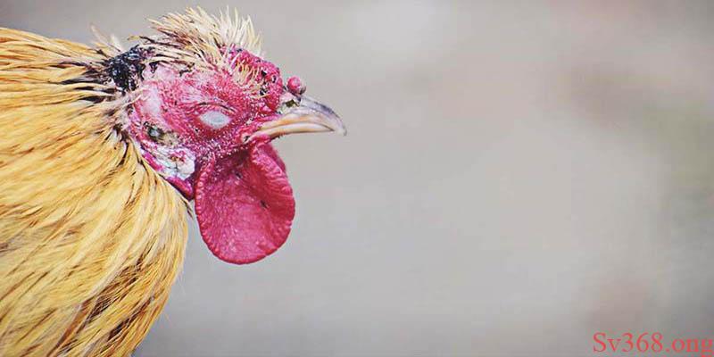 Gà Bị Cóc Mắt - Nguyên Nhân Và Cách Điều Trị Bệnh Hiệu Quả 6 Gà bị cóc mắt là bệnh gì?