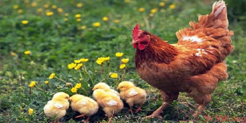 Gà Nhắm Mắt Chảy Nước Mắt – Sv368 Mách Bạn Cách Điều Trị 2 Cách chữa gà nhắm mắt chảy nước mắt dứt điểm