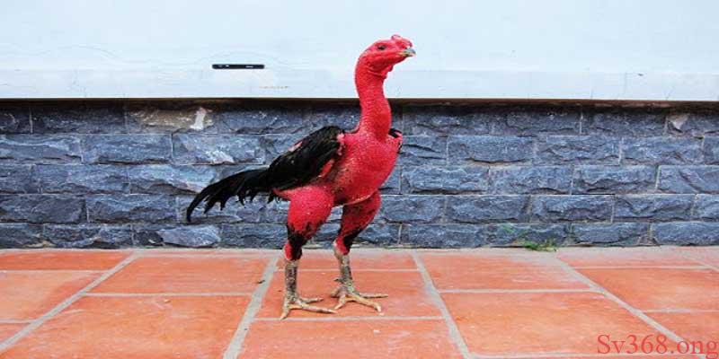 Tìm Hiểu Cách Nuôi Gà Chọi Đỏ Đẹp Cùng Nhà Cái Sv368 5 Các cách nuôi gà chọi đỏ đẹp