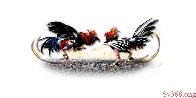 Gà Chọi C1 Đỉnh Cao - Sv368 Chiến Kê Của Dân Chơi Gà 2025 9 Hướng dẫn nuôi gà chọi C1 đỉnh cao