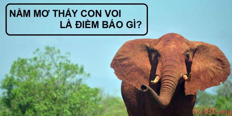 Mơ Thấy Con Voi Đánh Con Gì? Ý Nghĩa Và Con Số May Mắn 3 Ý nghĩa khi mơ thấy con voi đánh con gì