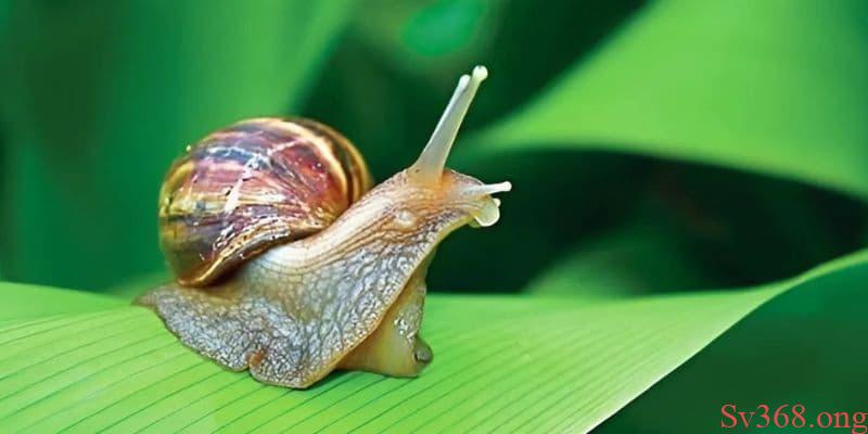 Mơ thấy ốc sên đánh số 98 - 99