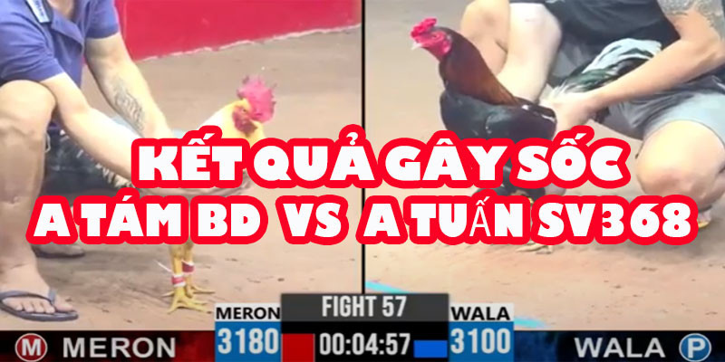 Chuyện Gì Đã Xảy Ra? Vì Sao Gà A Tám Bình Dương Lại "Tự Chết Như Bấm Chip"?