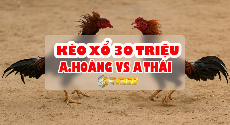 Trực tiếp Đá Gà 30 Triệu: A Hoàng vs A Thái - Kèo Cược Hấp Dẫn Nhất Hôm Nay 1 Trực tiếp Đá Gà 30 Triệu: A Hoàng vs A Thái - Kèo Cược Hấp Dẫn Nhất Hôm Nay
