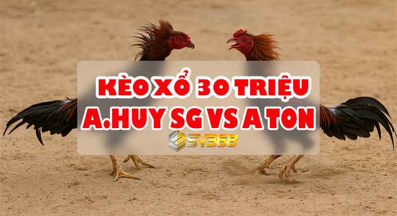 Trực tiếp Đá Gà 30 Triệu: A Huy SG vs A Tồn - Cuộc Đụng Độ Không Thể Bỏ Qua! 2 Trực tiếp Đá Gà 30 Triệu: A Huy SG vs A Tồn